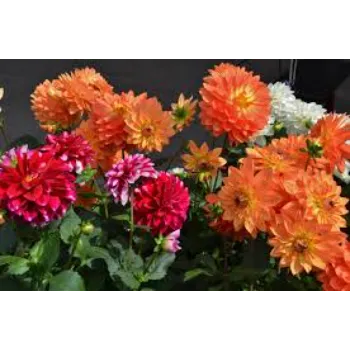 Dahlia Plant Manufacturer